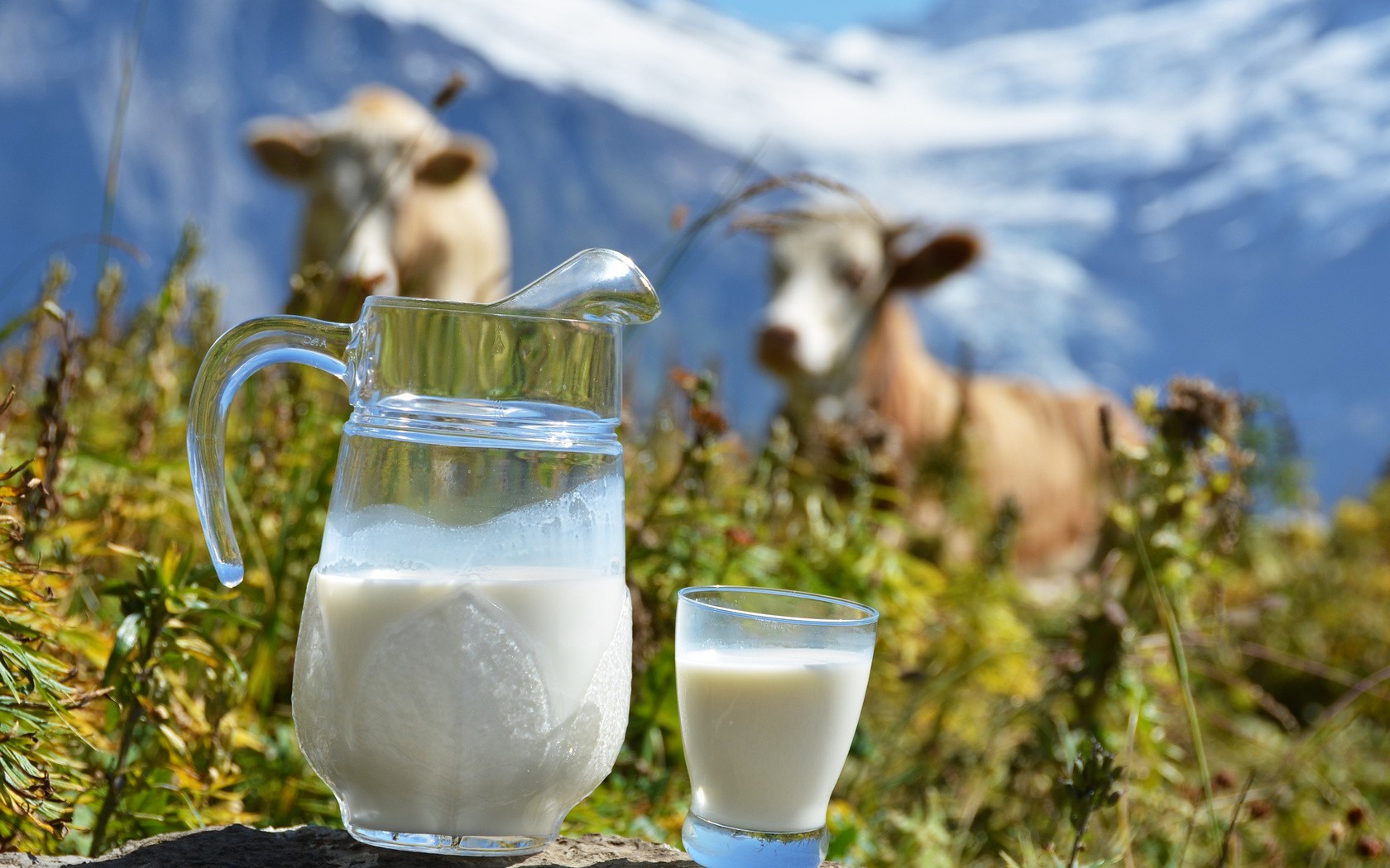 О пользе молочной продукции